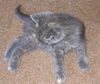 Luna the Kitten