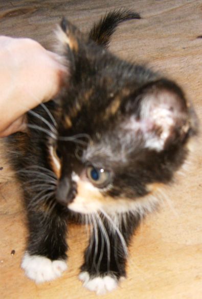 Onyx the Calico Kitten