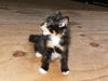 Onyx the Calico Kitten