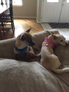 Minnie *BONDED WITH MICKEY*