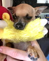 Mickey *BONDED WITH MINNIE*