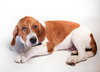 Billie the beagle pup!