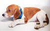 Billie the beagle pup!