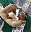 Billie the beagle pup!