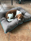 Billie the beagle pup!