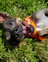 Smokey  *Bonded with Little Buddy*