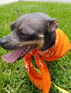 Smokey  *Bonded with Little Buddy*