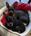 Smokey  *Bonded with Little Buddy*