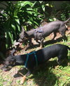 Little Buddy *Bonded with Smokey*