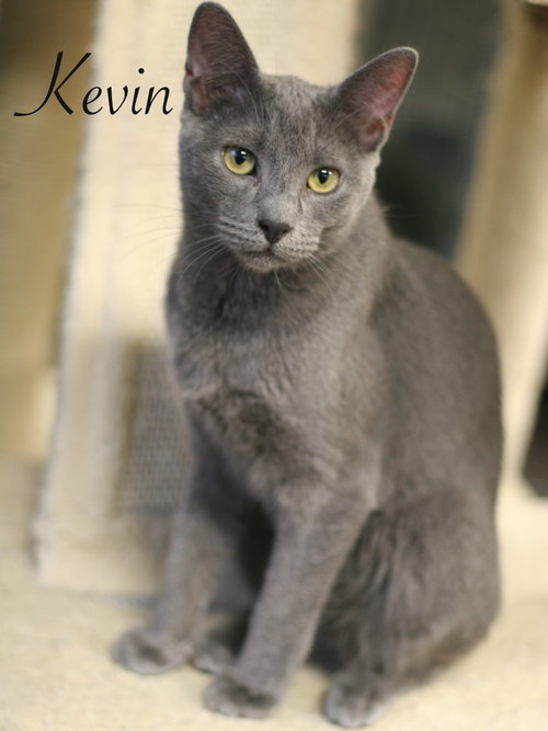 Kevin
