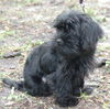 Citrus the Cockapoo Puppy