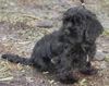 Citrus the Cockapoo Puppy
