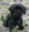 Citrus the Cockapoo Puppy