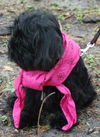 Citrus the Cockapoo Puppy