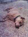 Dominic, Wonderful with Kids and Bunnies!