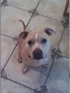 Dominic, Wonderful with Kids and Bunnies!