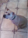 Dominic, Wonderful with Kids and Bunnies!