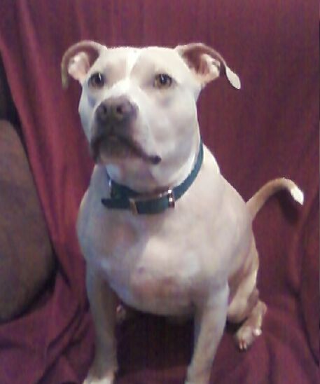Dominic, Wonderful with Kids and Bunnies!