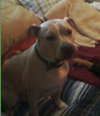 Dominic, Wonderful with Kids and Bunnies!