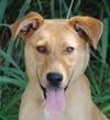 Goldie Locks the Lab