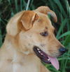 Goldie Locks the Lab