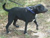 Sadie the Lab