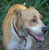 Allie the Boxer