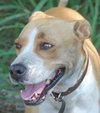 Allie the Boxer