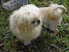 Peaches the Pekingnese
