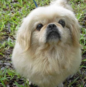 Peaches the Pekingnese