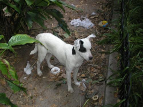 Marshy the Jack Russell
