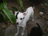 Marshy the Jack Russell