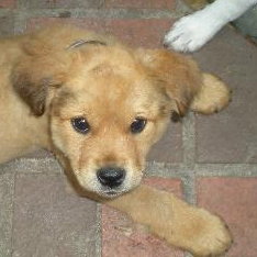 Teddy the Golden Puppy