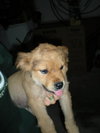 Teddy the Golden Puppy