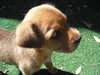 Buttercup the Lab Puppy