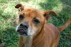 Barkley the Boxer