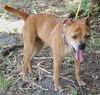 Barkley the Boxer