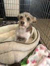 Cookie The Little Princess