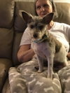 Cookie The Little Princess