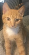 Pepper*BONDED WITH SERGEANT*