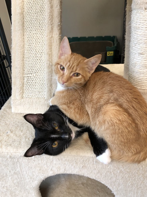 Pepper*BONDED WITH SERGEANT*