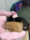 Pepper*BONDED WITH SERGEANT*