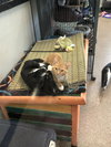 Pepper*BONDED WITH SERGEANT*