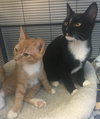 Sergeant  *BONDED WITH PEPPER*