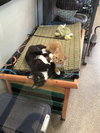 Sergeant  *BONDED WITH PEPPER*