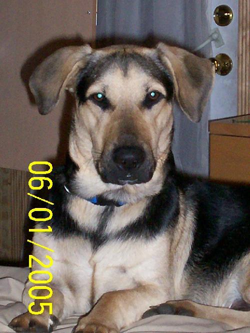 Moose the Katrina Rescue