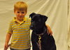Dixie the Lab