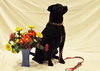 Dixie the Lab