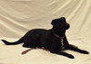 Dixie the Lab