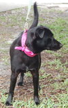 Dixie the Lab